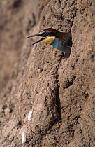 European bee eater {Merops apiaster} emerging from nest hole, France