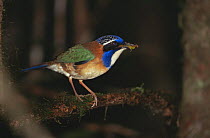 Pitta like ground roller {Atelornis pittoides} with food in beak, Mantadia NP, Madagascar