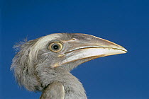 Juvenile Indian grey hornbill {Ocyceros birostris} head portrait, India