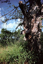 Red billed hornbill at nest hole in tree {Tockus erythrorhynchus} Tsavo East NP, Kenya