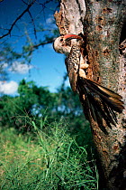 Red billed hornbill at nest hole {Tockus erythrorhynchus} Tsavo East NP, Kenya