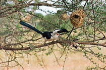 Von der deckens hornbill {Tockus deckeni} with Quela chick taken from nest, Tsavo East NP, Kenya