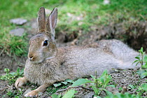 European rabbit resting  {Oryctolagus cuniculus} young adult, Yorkshire, UK