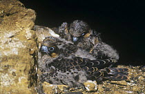 Eleonora's hawk {Falco eleanorae} two chicks on rock ledge, Columbretes Is, Castellon, Spain