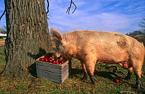 Domesetic pig feeding from box of apples {Sus scrofa domestica} Illinois, USA