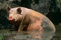 Domestic pig sitting in mud wallow {Sus scrofa domestica} USA