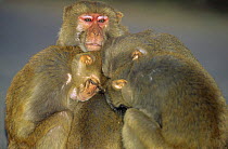 Rhesus macaques (Macaca mulatta) huddled together for warmth Keoladeo NP, India