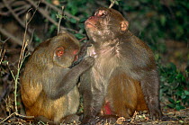 Rhesus macaques {Macaca mulatta} mutual grooming, Keoladeo NP, India
