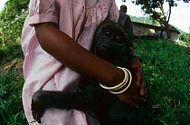 Young Olive baboon {Papio anubis} clings to keeper, Virunga NP, Dem Rep Congo