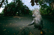 Captive young Olive baboon {Papio anubis} Virunga NP, Dem Rep Congo