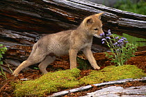 Coyote pup {Canis latrans} sniffing flower, captive, USA.