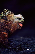 Marine iguana {Amblyrhynchus cristatus} head bobbing, Fernandina Is, Galapagos Islands, Ecuador