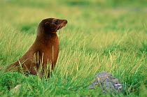 Galapagos sealion sitting in grass {Zalophus californianus wollebakei} South Plaza Is, Galapagos  El Nino 1998