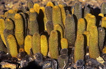 Lava cactUS {Brachycereus nesioticus} Tower / Genovesa Is, Galapagos