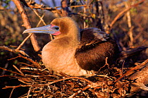 Red footed booby {Sula sula} on nest, Tower/Genovesa Island Galapagos Islands, Ecuador  Book page 72