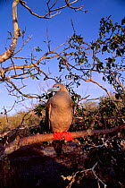 Red footed booby {Sula sula}, Tower (Genovesa) Island Galapagos
