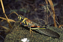 Painted locust {Schistocerca melanocera} Santiago (James) Island, Galapagos Islands Book