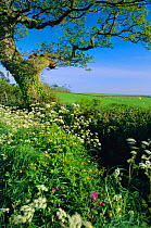 Ancient hedgerow with mixed wild flowers, including cow parsley, Devon, UK