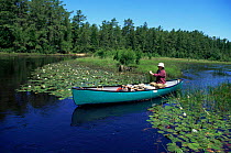 Canoeing amongst water lilies, along Oseego River, Pine Barrens New Jersey, USA