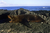 Galapagos fur seal {Arctocephalus galapagoensis} bull resting on rocks, yawning, Santiago Island, Galapagos