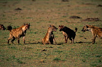 Spotted hyena {Crocuta crocuta} being attacked by others in the group, Masai Mara, Kenya