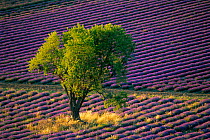 Isolated tree in lavender field, Baronnies, France
