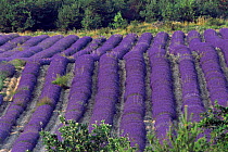 Lavender field in flower, Col St John, Buech, Provence, France