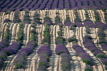 Lavender field coming into flower, Col St John, Buech, Provence, France