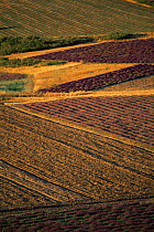 Mosaic of Lavender fields, Baronnies, Provence, France