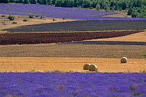 Straw bales and lavender field landscape, Sault Region, Provence, France