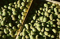 Close up of harvested fresh almond crop, Baronnies, Provence, France