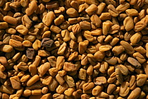 Fenugreek {Trigonella fenu-graecum} seeds, one of the most ancient medicinal plant known, France