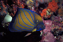 Blue Ringed Angelfish {Pomacanthus annularis} Rhichelleux Rock, Andaman Sea, Thailand