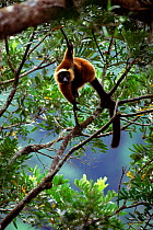 Red ruffed lemur {Varecia variegata ruber} in tree, Masoala NP. NE Madagascar.