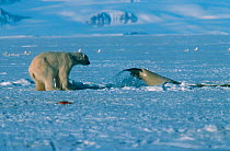 Polar bear attempting to catch beluga whale at breathing hole. Whale is trapped - too far away from open sea. Canadian Arctic