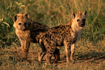 Spotted hyena cubs {Crocuta crocuta} Masai Mara, Kenya, Africa