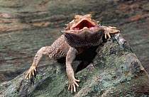 Bearded lizard / dragon {Amphibolumus barbatus} threat display, Australia. Captive