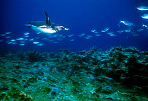 Galapagos penguin swimming with fish underwater. Galapagos {Spheniscus mendiculus}