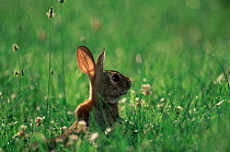 Eastern cottontail rabbit {Sylvilagus floridanus} New Jersey, USA