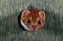 Weasel {Mustela nivalis} peering out of bird nestbox, UK
