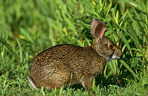 Swamp rabbit {Sylvalagus aquaticus} Sabine NWR, Lousiana, USA.