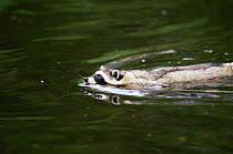 Raccoon swimming {Procyon lotor} Vancouver, BC, Canada