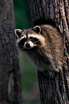 Raccoon in tree {Procyon lotor} Wisconsin, USA