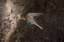 European bee eater {Merops apiaster} flying to nest with insect prey, Alicante, Spain