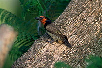 Black collared barbet {Lybius torquatus} at nest hole, Natal, South Africa.