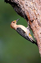 Golden fronted woodpecker at nest hole. Texas, USA {Melanerpes aurifrons}