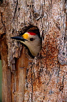 Golden fronted woodpecker {Melanerpes aurifrons} looking out of  nest hole, Texas, USA