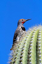 Northern flicker male on cactus {Colaptes auratus} Arizona, USA. Red shafted race