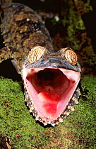 Leaf tailed gecko with open mouth {Uroplatus fimbriatus} Nosy Mangabe reserve, Madagascar