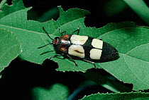 Jewel beetle {Agelia peteli} mimics Oil beetle {Mylabris oculata} South Africa